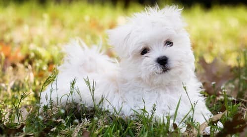 Maltese puppy outside on grass